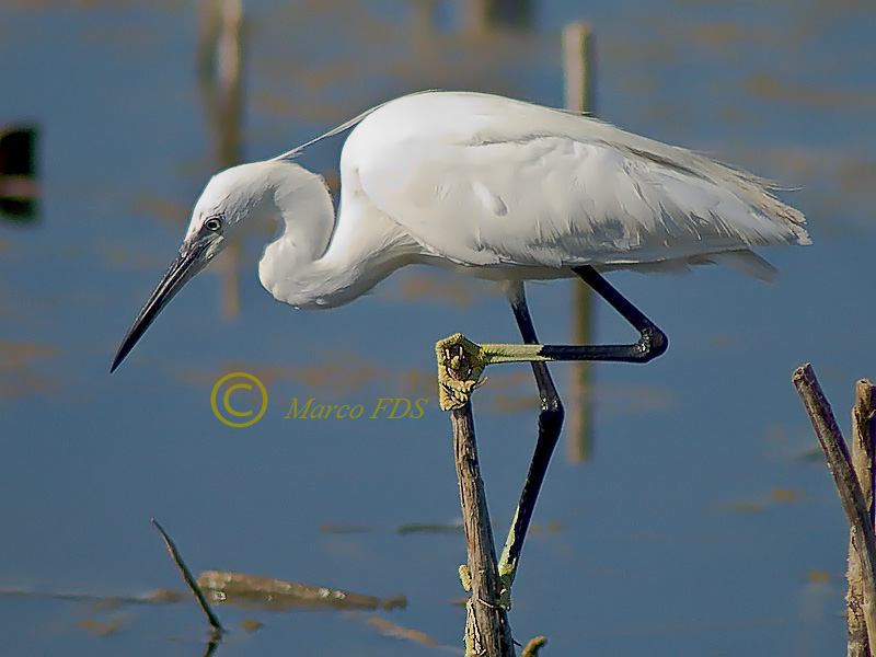 La palude in equilibrio...
